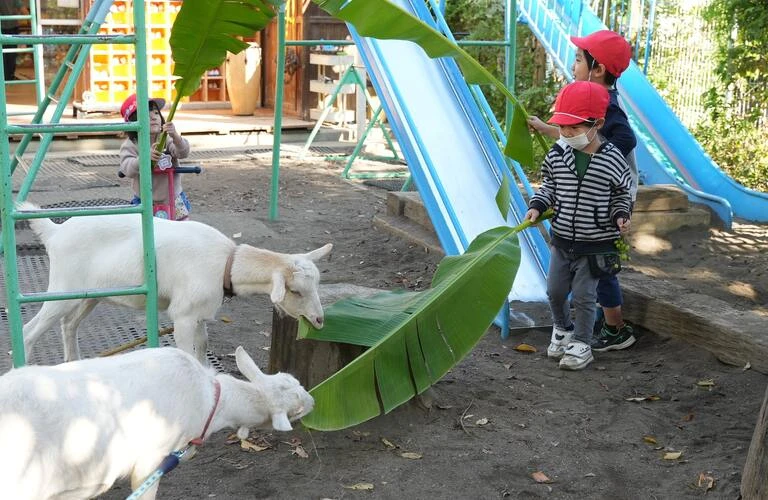 募集を実施 | 東京都府中市で幼稚園の求人なら学校法人あおい学園 あおい第一幼稚園